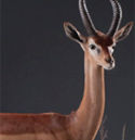 gerenuk